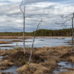 Keväinen suomaisema