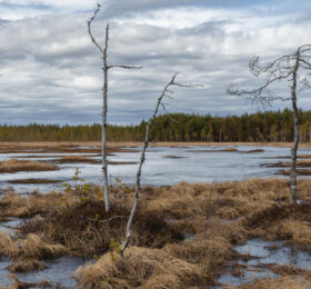 Keväinen suomaisema