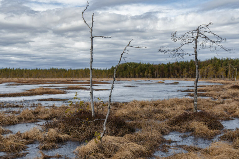 Keväinen suomaisema