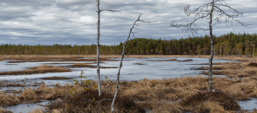 Keväinen suomaisema