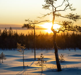 Talviaurinko suon reunassa