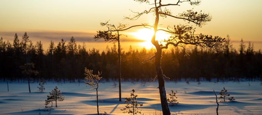 Talviaurinko suon reunassa