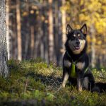 Lapinporokoira syksyisellä kankaalla