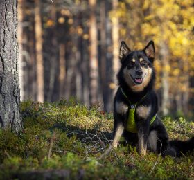 Lapinporokoira syksyisellä kankaalla