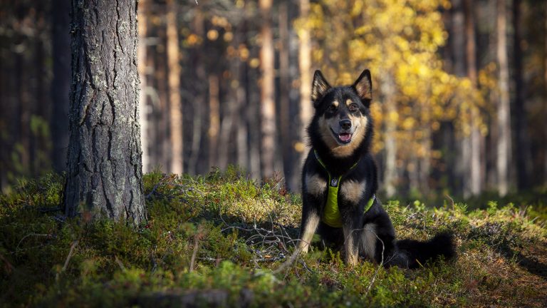 Lapinporokoira syksyisellä kankaalla