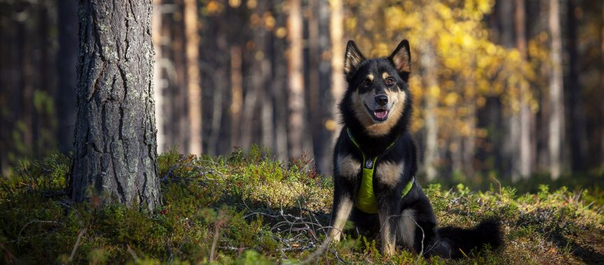 Lapinporokoira syksyisellä kankaalla