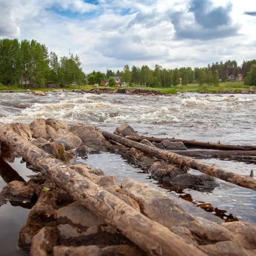 Uppotukkeja kertyneenä Kipinänkosken rannalle