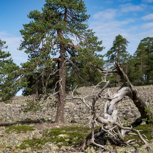 Puolakkavaaran rantakivikkoa ja käkkärämäntyjä