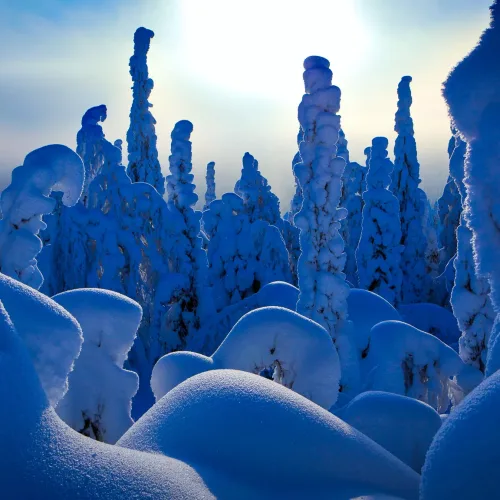 Tykkyä Syötteen kansallispuistossa