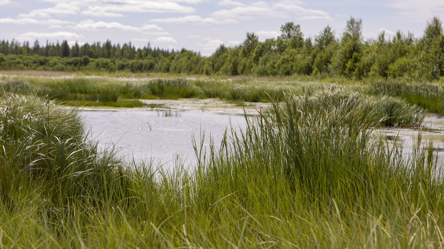 Ennallistettu turvesuo