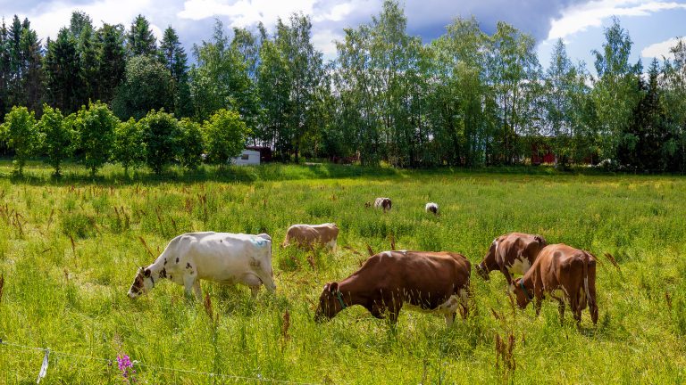 Lehmiä laitumella