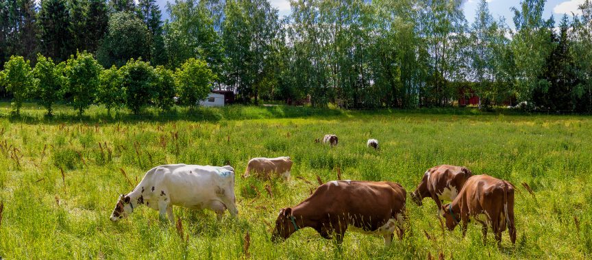 Lehmiä laitumella
