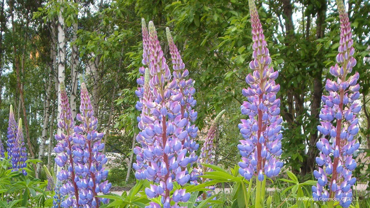 Lupiinikasvusto
