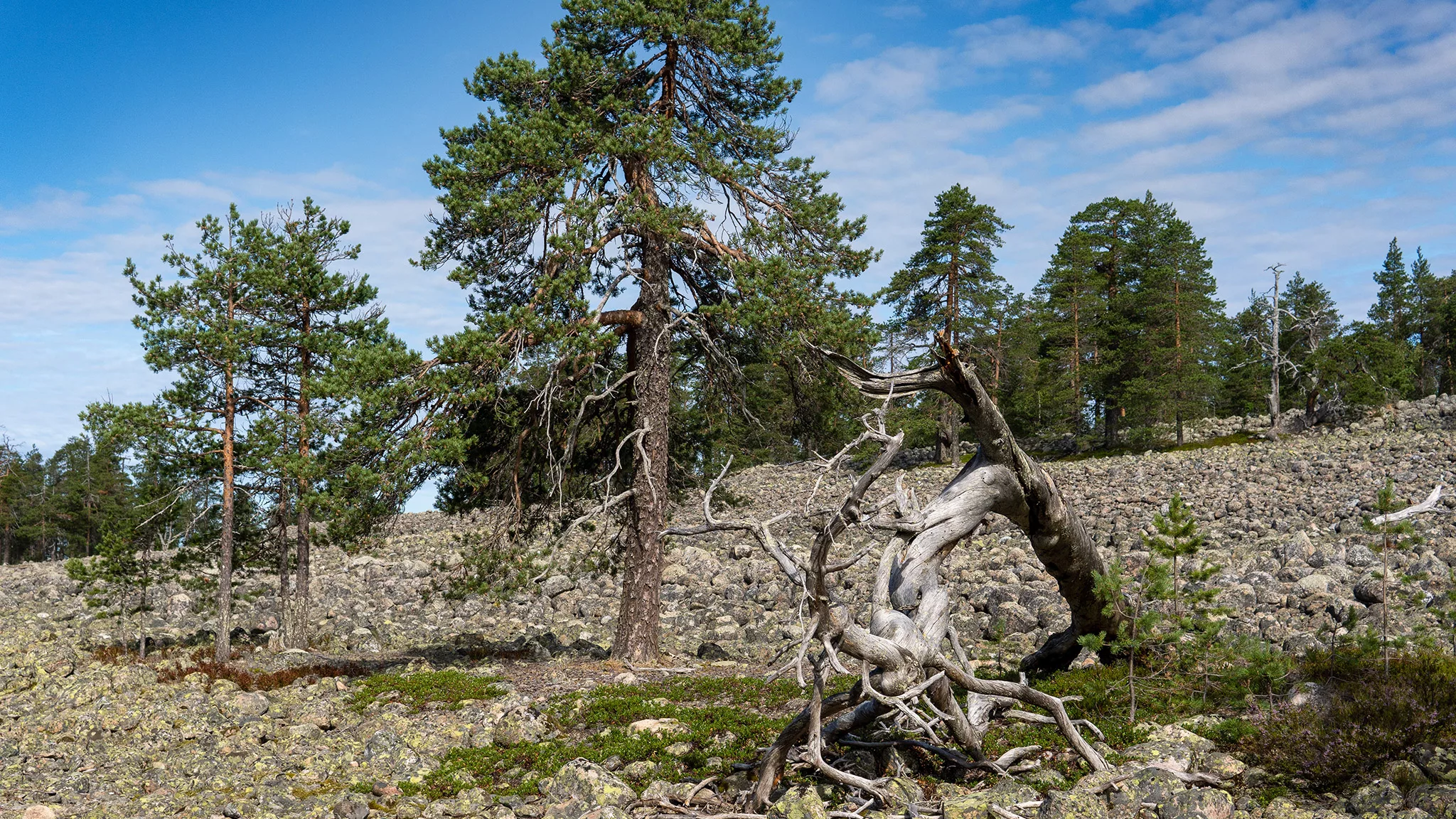 Puolakkavaaran rantakivikkoa ja käkkärämäntyjä