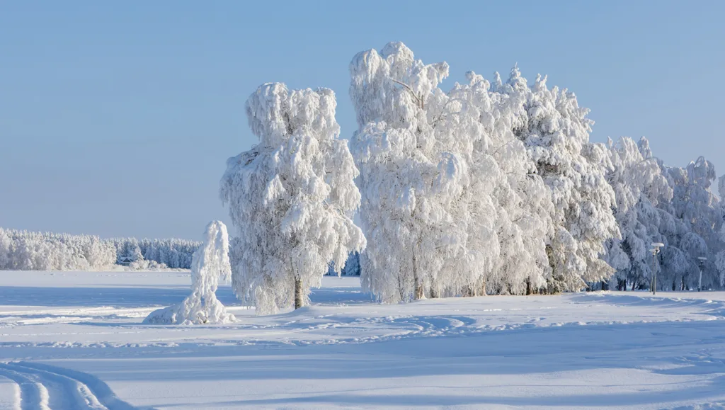 Tykkyisiä puita Rajanmaanrannassa